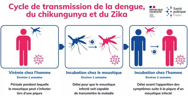 cycletransmissionmaladiesvectorielles.png 4 Cycletransmissionmaladiesvectorielles.png