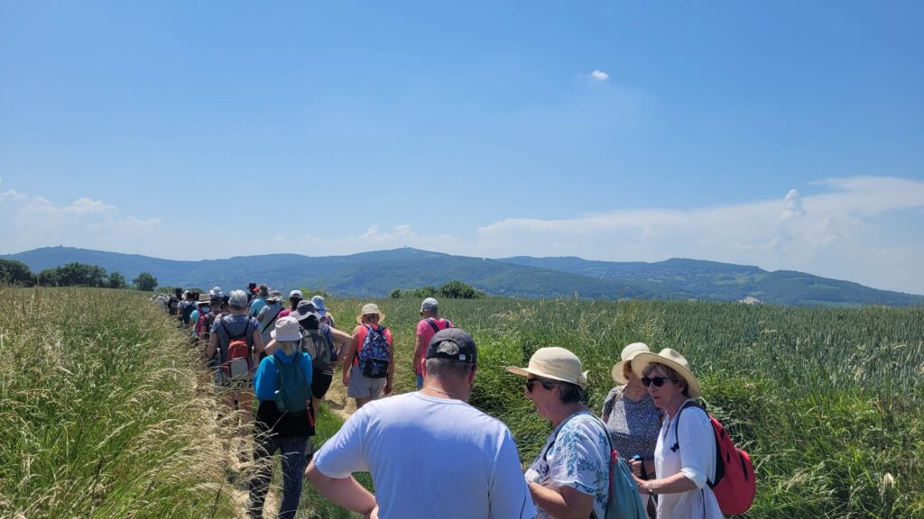 Marche cardio vasculaire